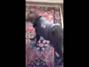 醉酒的貓咪回到家后各種搞笑！