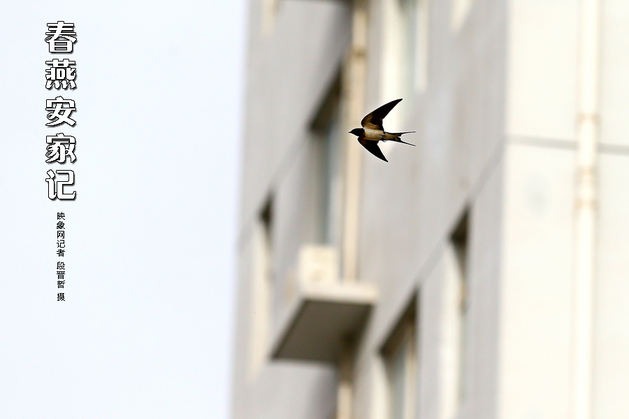 為了愛巢，每天奔波在樓宇間不斷努力