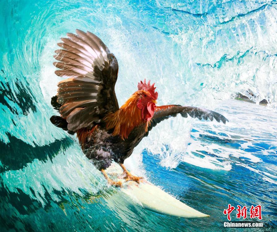 有趣！英國一公司推出公雞日歷